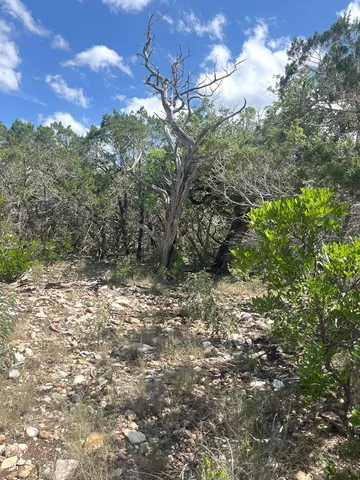 a view of a yard with a tree