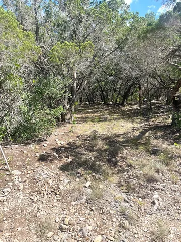 a view of a trees with a tree