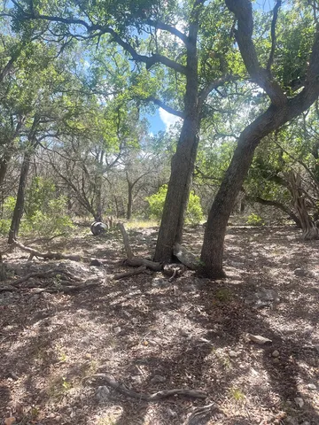 a view of a yard with a tree