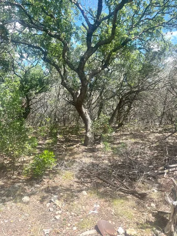 a view of a yard with plants and trees