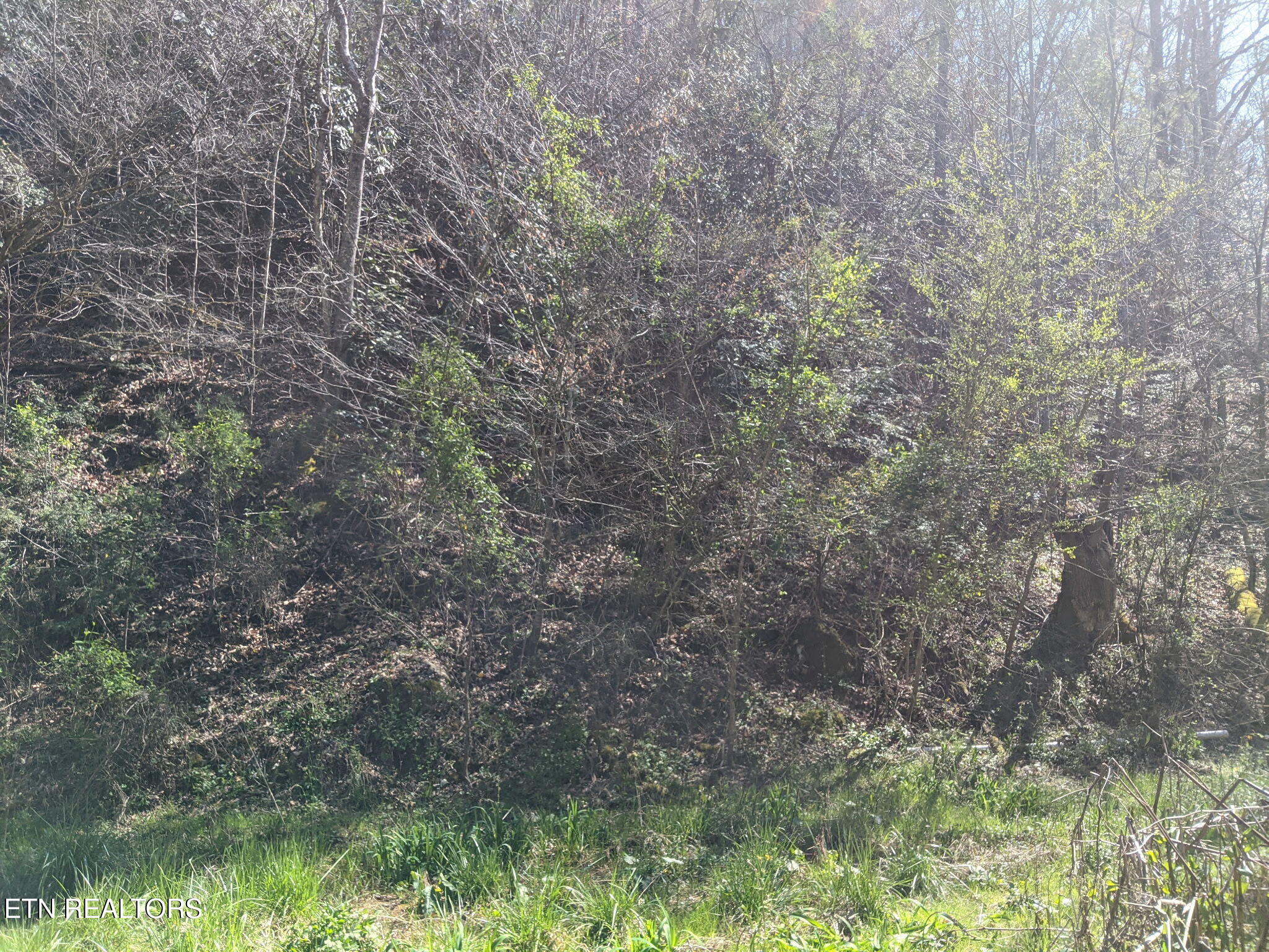 760 Black Branch Road Del Rio, TN 37727 - Photo 8 of 16 760 Black Branch Rd