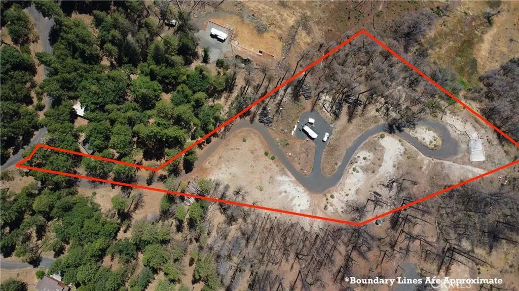 a view of a tree in the backyard