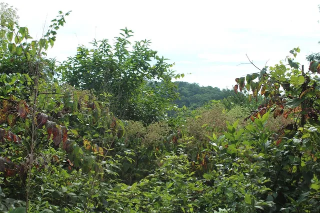 $45,000 | Lot 26 Trillium Heights Circle, Brasstown, NC 28902