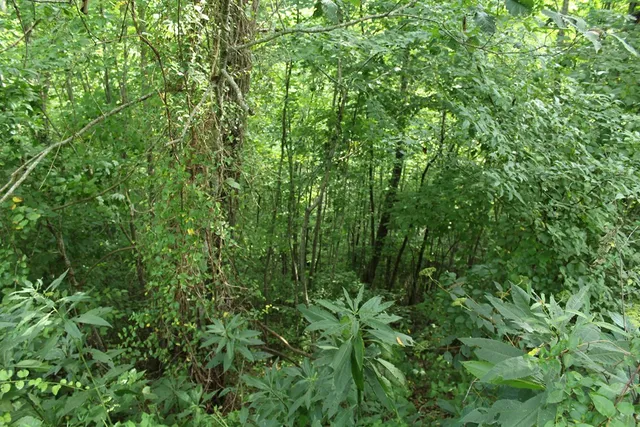 $45,000 | Lot 26 Trillium Heights Circle, Brasstown, NC 28902