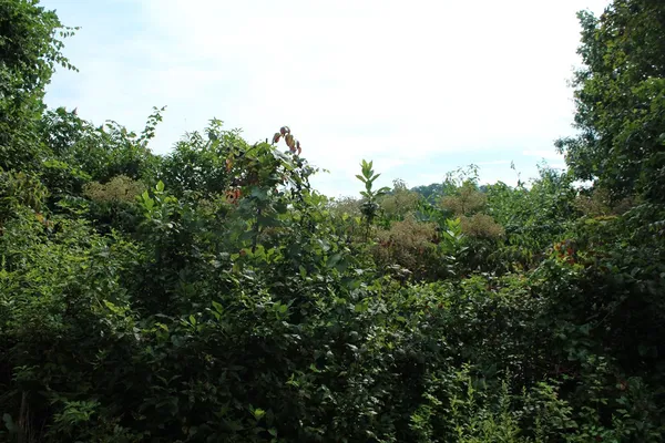$45,000 | Lot 26 Trillium Heights Circle, Brasstown, NC 28902