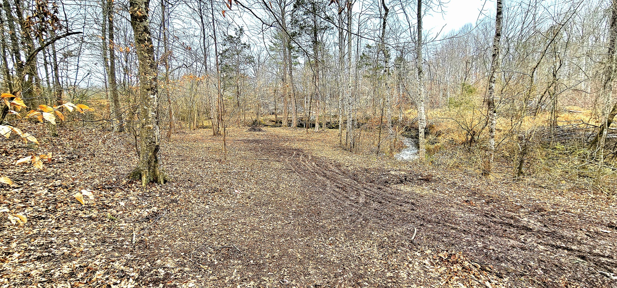 0 Needmore Road McMinnville, TN 37110 - Photo 2 of 6 a view of a yard with trees