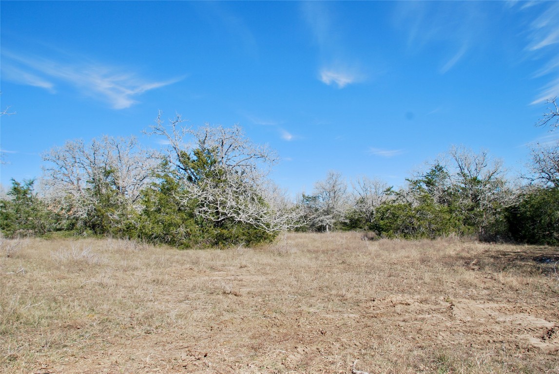 1485 Davis Road West Point, TX 78963 - Photo 11 of 28 a view of a dry yard with trees in the background