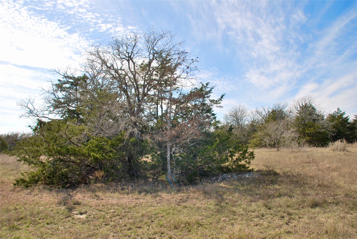 1485 Davis Road West Point, TX 78963 - Photo 14 of 28 a view of a forest filled with trees