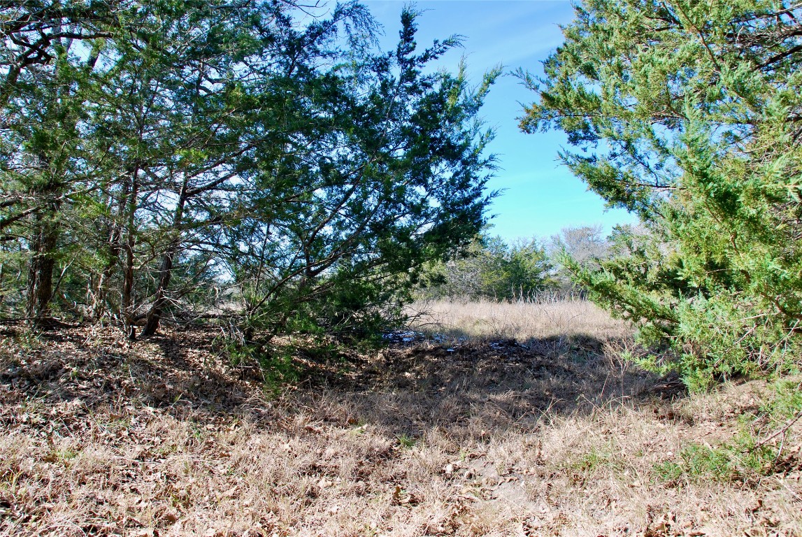 1485 Davis Road West Point, TX 78963 - Photo 18 of 28 a view of a yard