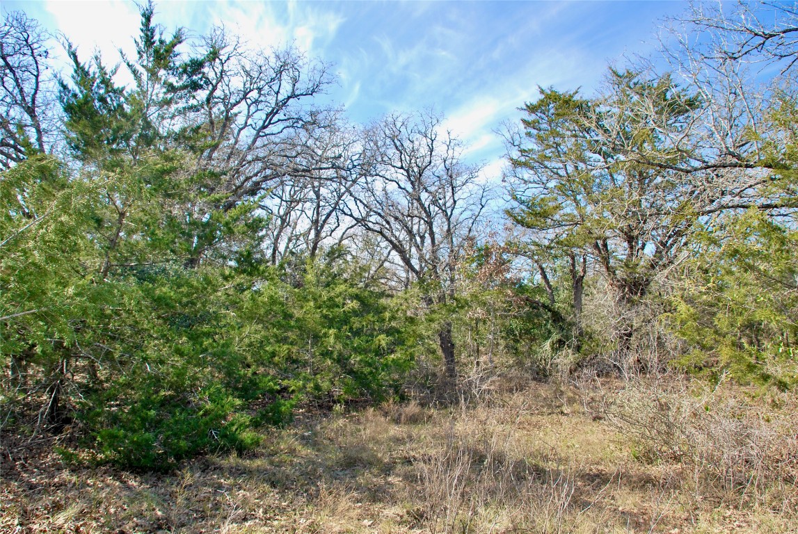 1485 Davis Road West Point, TX 78963 - Photo 22 of 28 a view of a yard with plants and tree