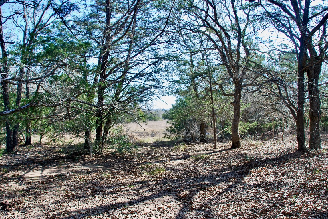 1485 Davis Road West Point, TX 78963 - Photo 5 of 28 a view of a forest filled with trees