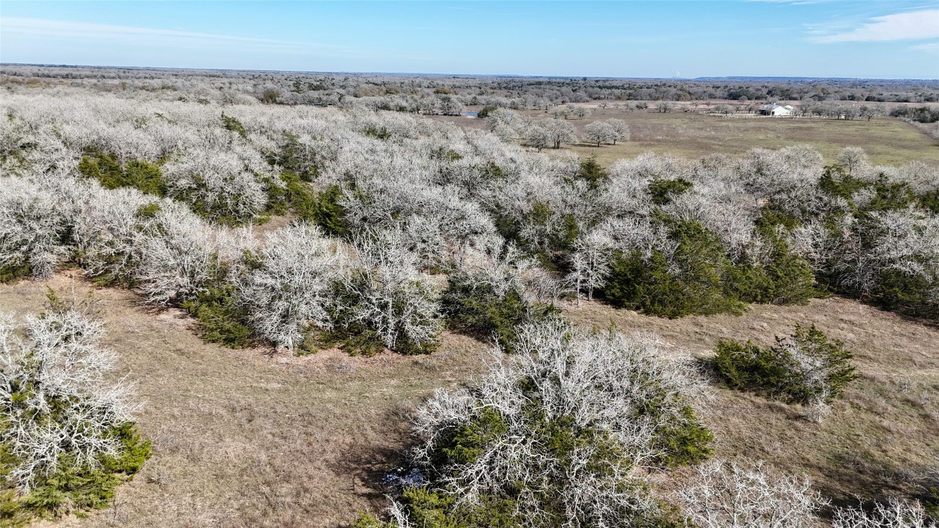 1485 Davis Road West Point, TX 78963 - Photo 8 of 28 a view of a dry yard with trees