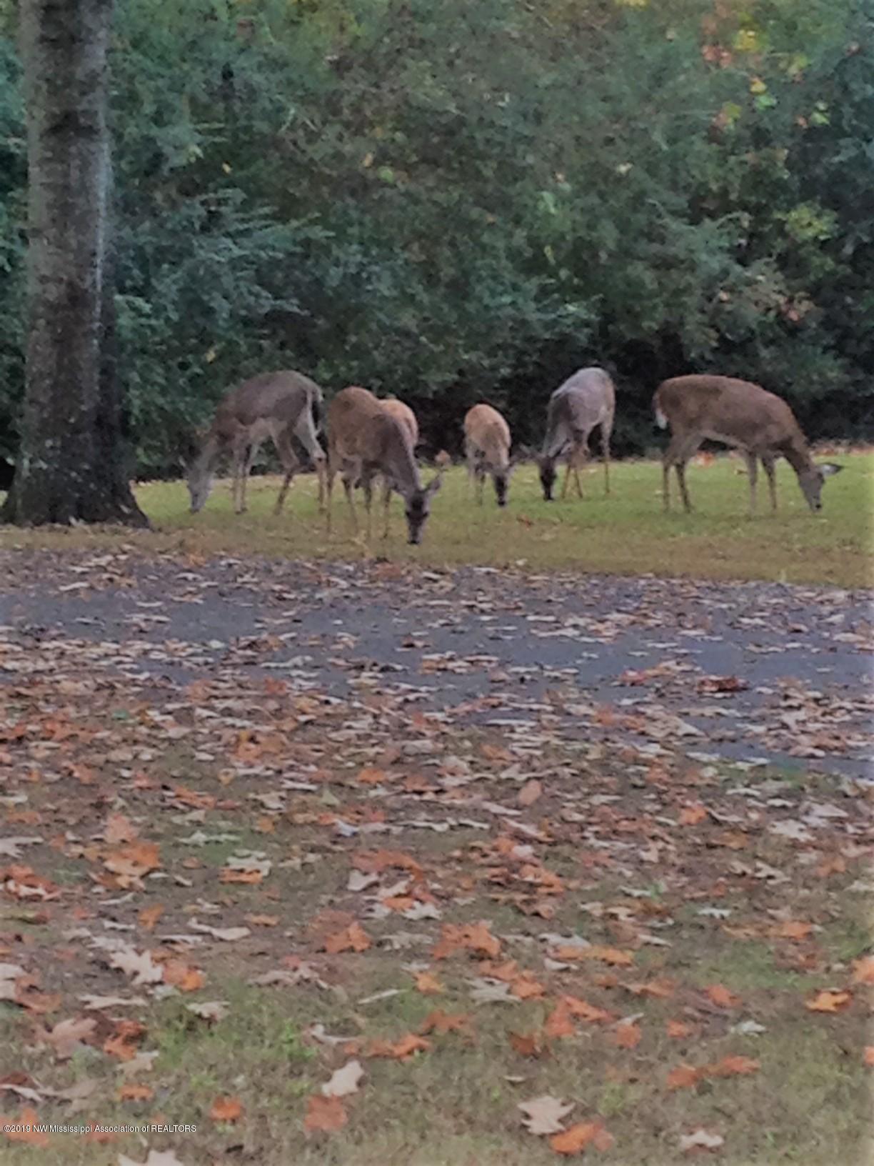 457 Waldrop Road Coldwater, MS 38618 - Photo 9 of 10 waldrop deer