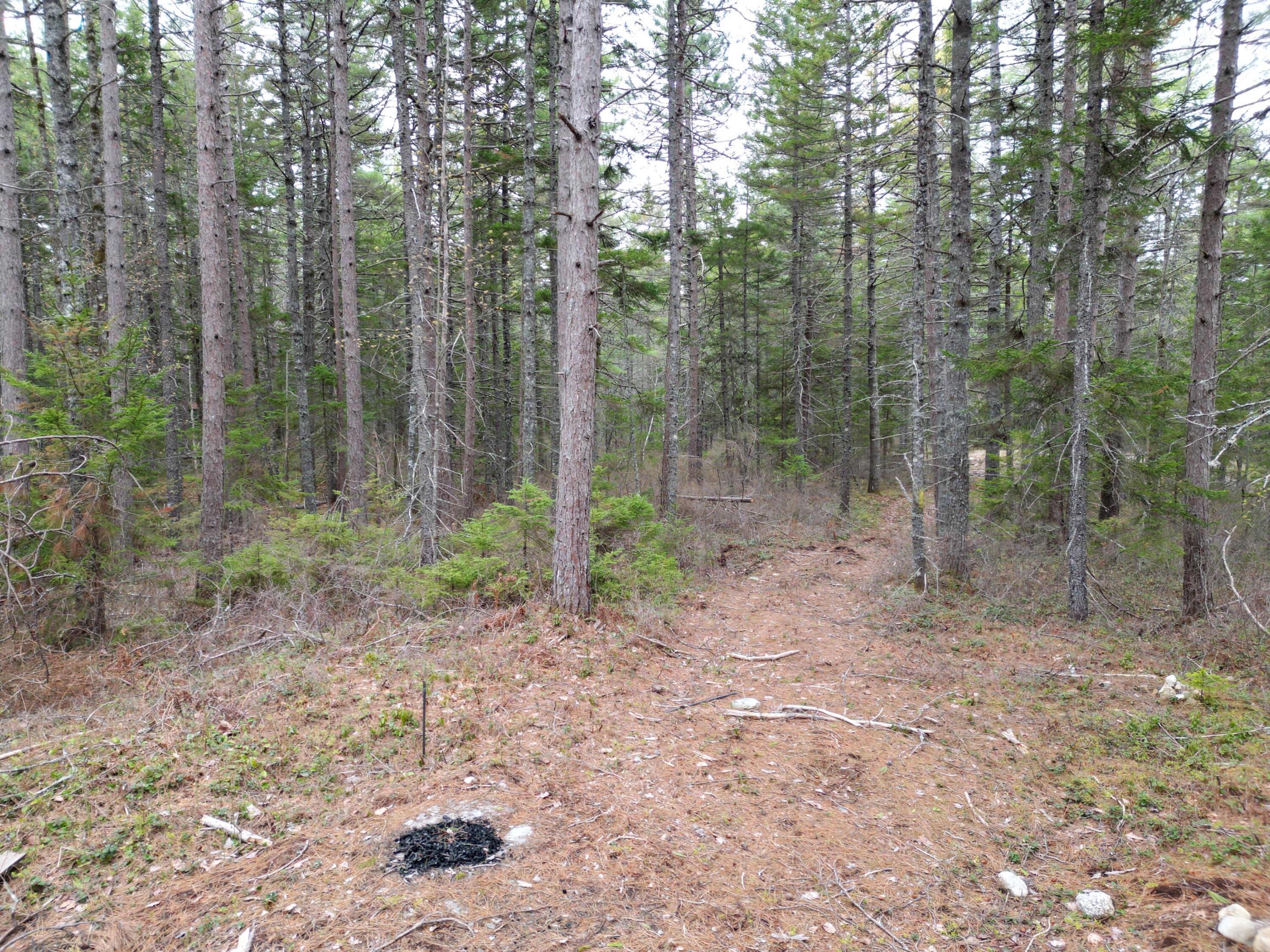 1323 Deer Haven Road Wesley, ME 04686 - Photo 2 of 14 DJI_0421