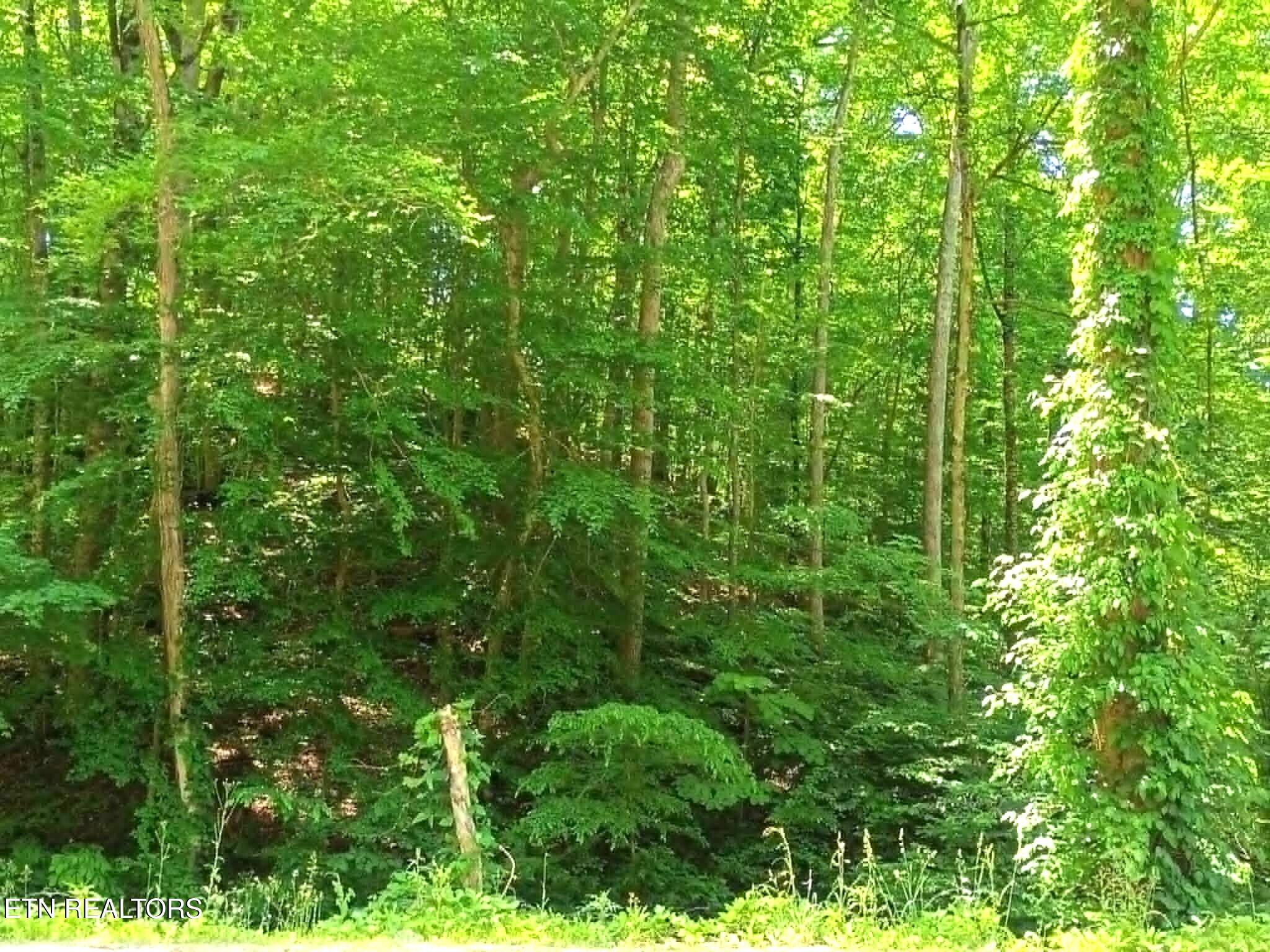 9025 Conner Road Powell, TN 37849 - Photo 9 of 18 9