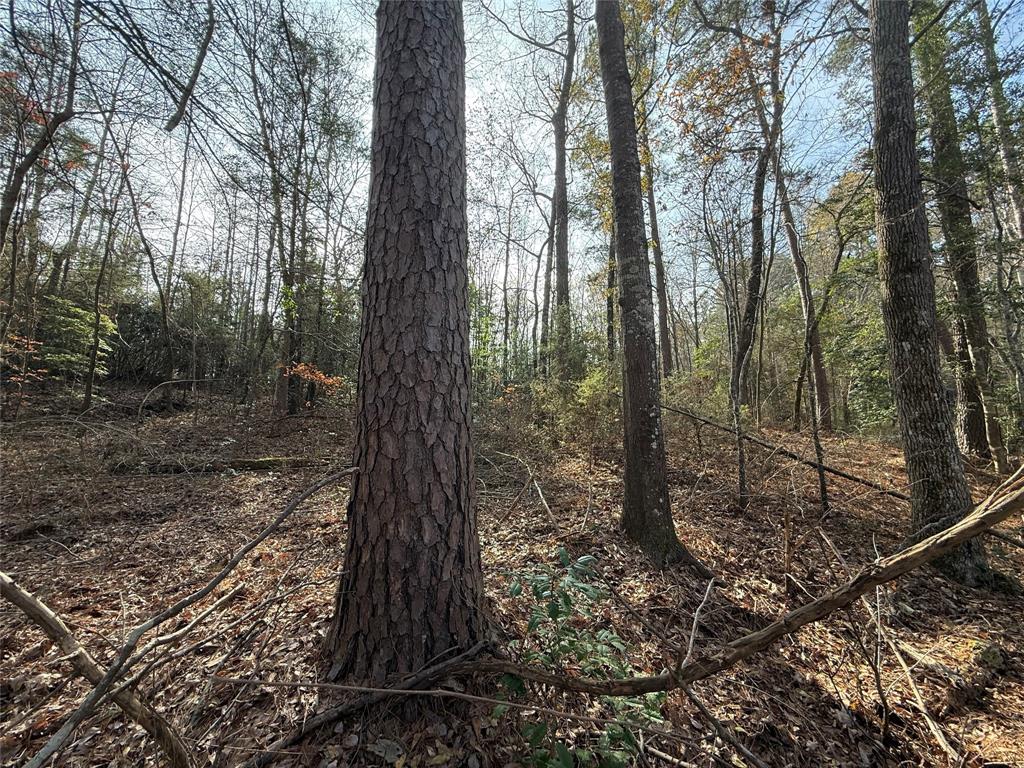 0 Fm 2888 Naples, TX 75568 - Photo 6 of 7 a view of a forest
