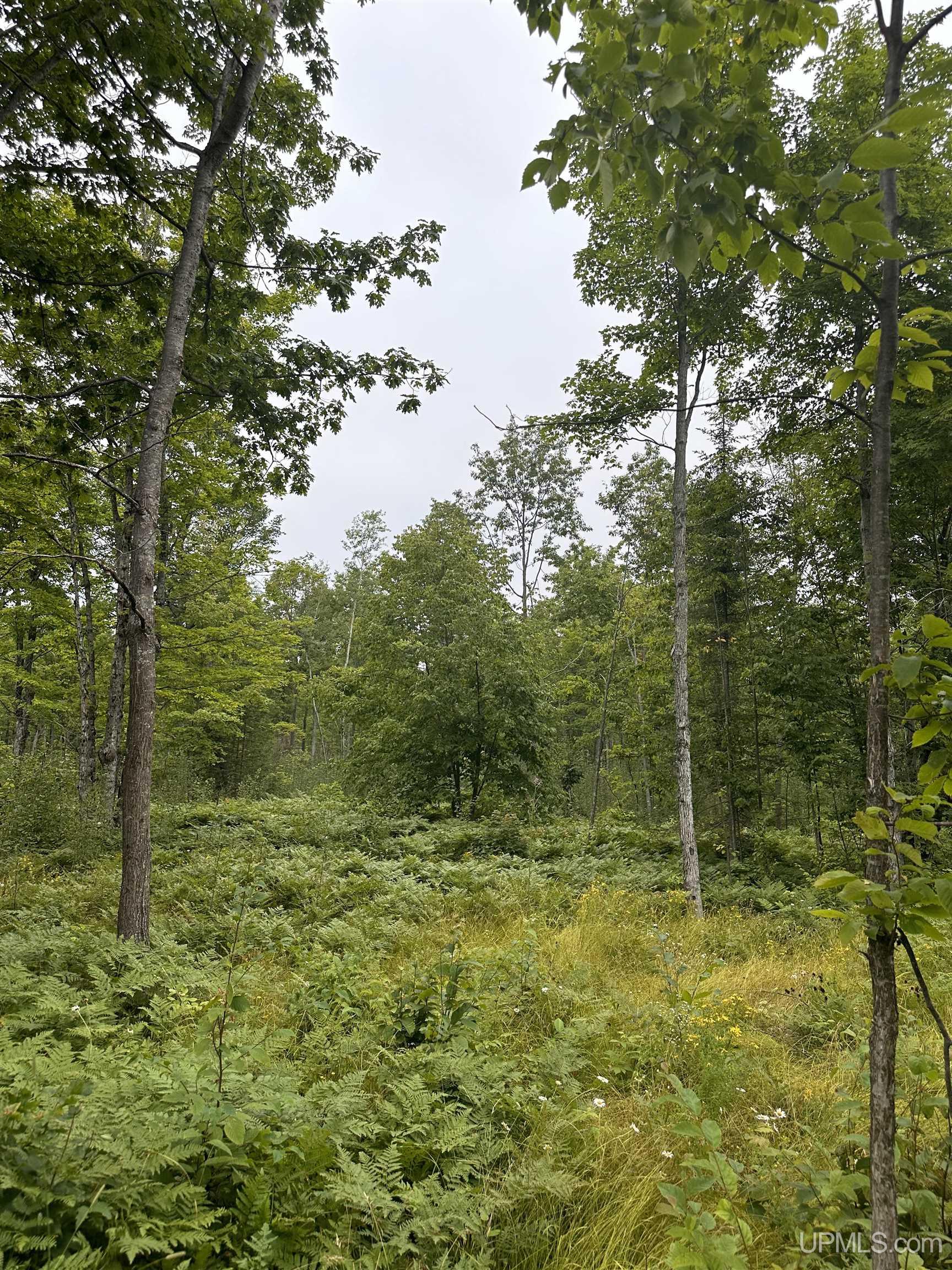 Tbd Co Rd 496 (a) Road, Unit PARCEL A Champion, MI 49814 - Photo 9 of 21 Gallery Image 9