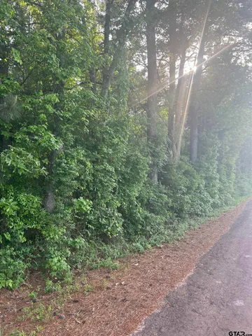 a view of a forest filled with trees