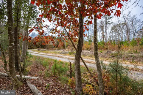 a view of backyard with tree