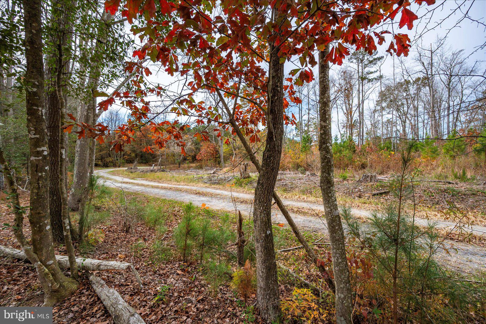 729 Snow Hill Road Stockton, MD 21864 - Photo 41 of 46 a view of backyard with tree