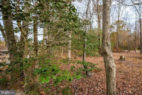 a view of a yard with plants and trees