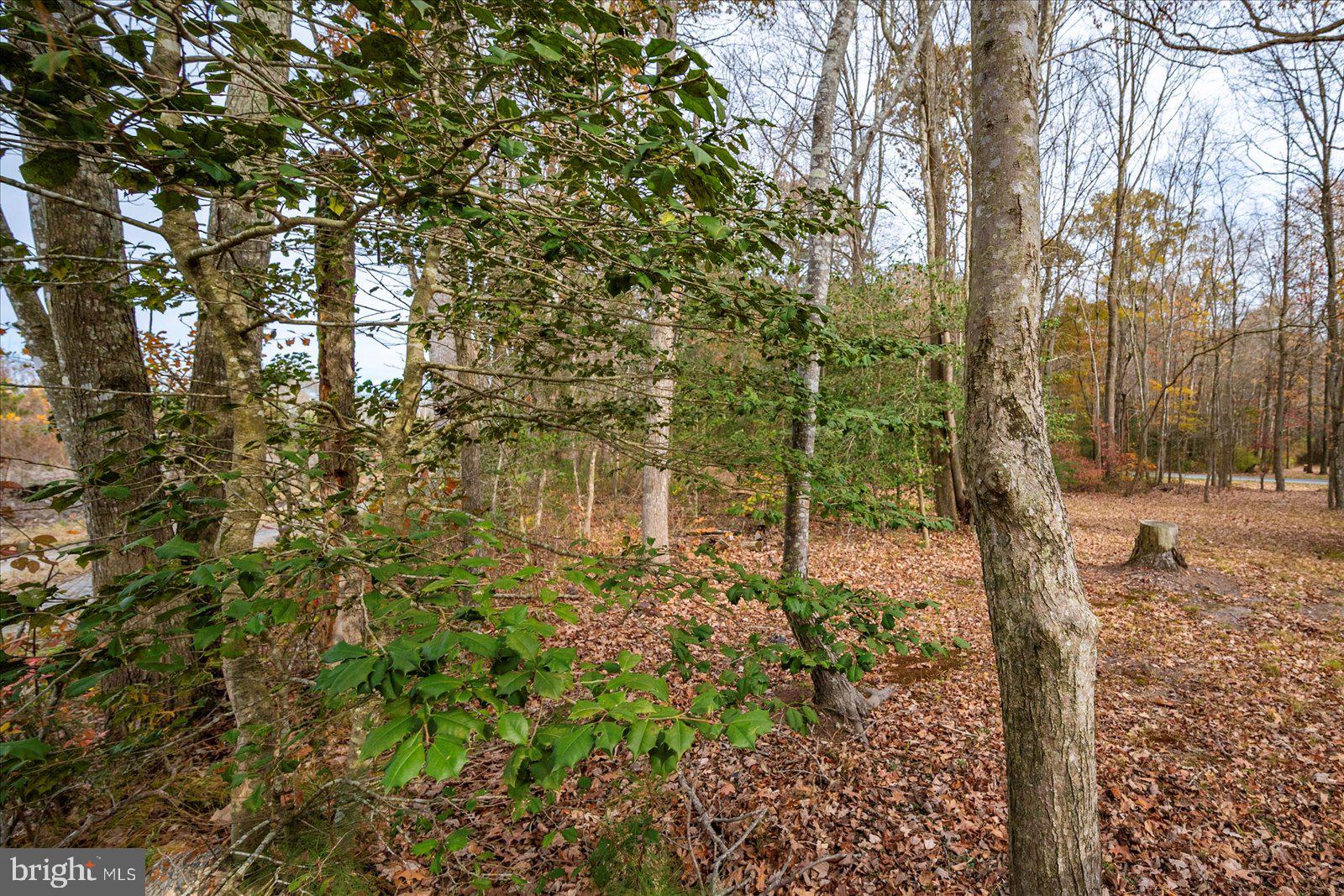 729 Snow Hill Road Stockton, MD 21864 - Photo 42 of 46 a view of a yard with plants and trees