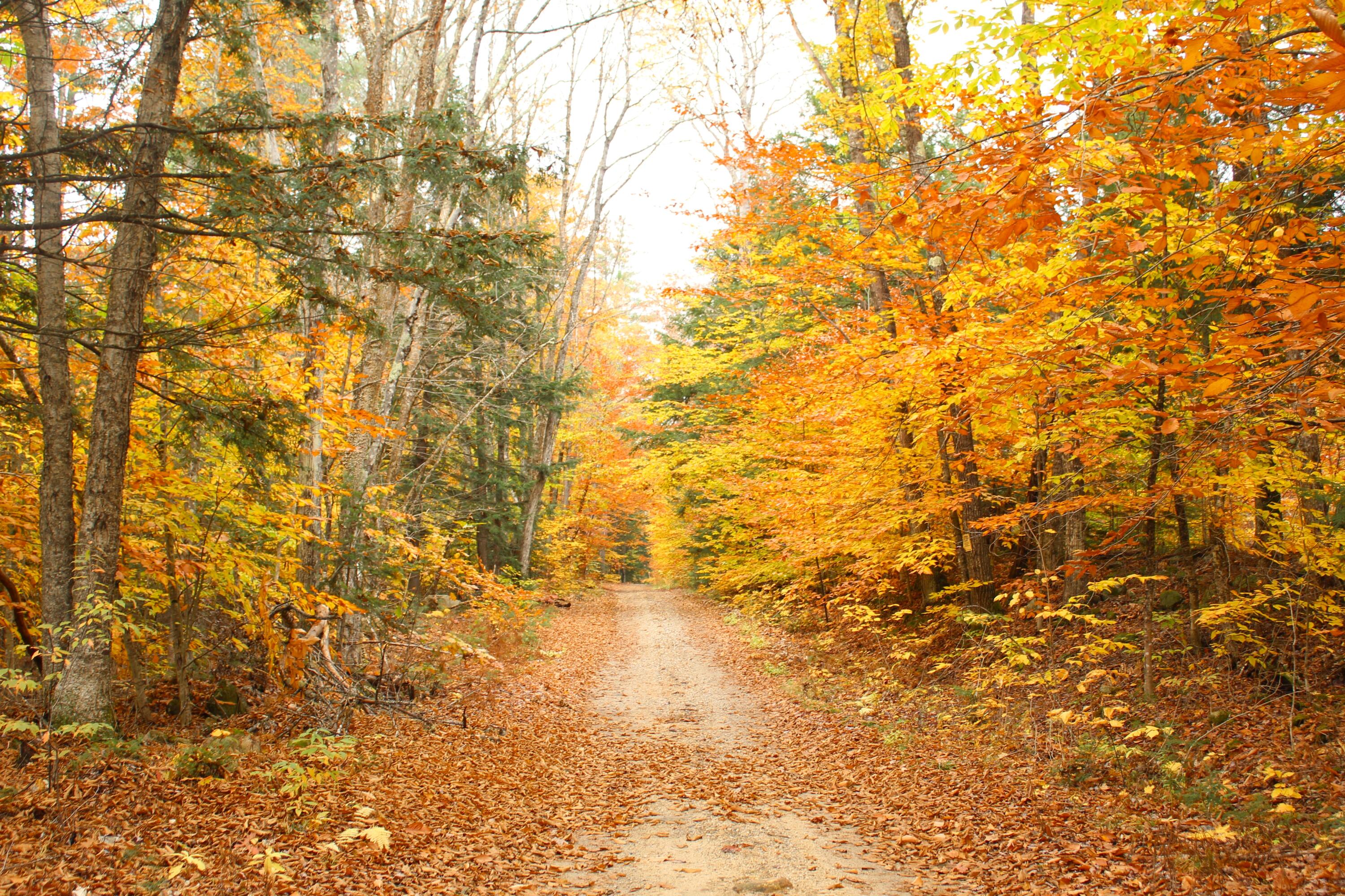 Lot # South Barbour Road Stow, ME 04037 - Photo 1 of 36 Late Fall Barbour Road