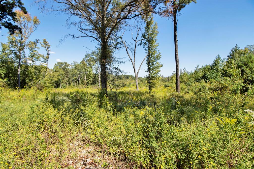 0 Fm 850 Arp, TX 75750 - Photo 13 of 14 View of tree filled area