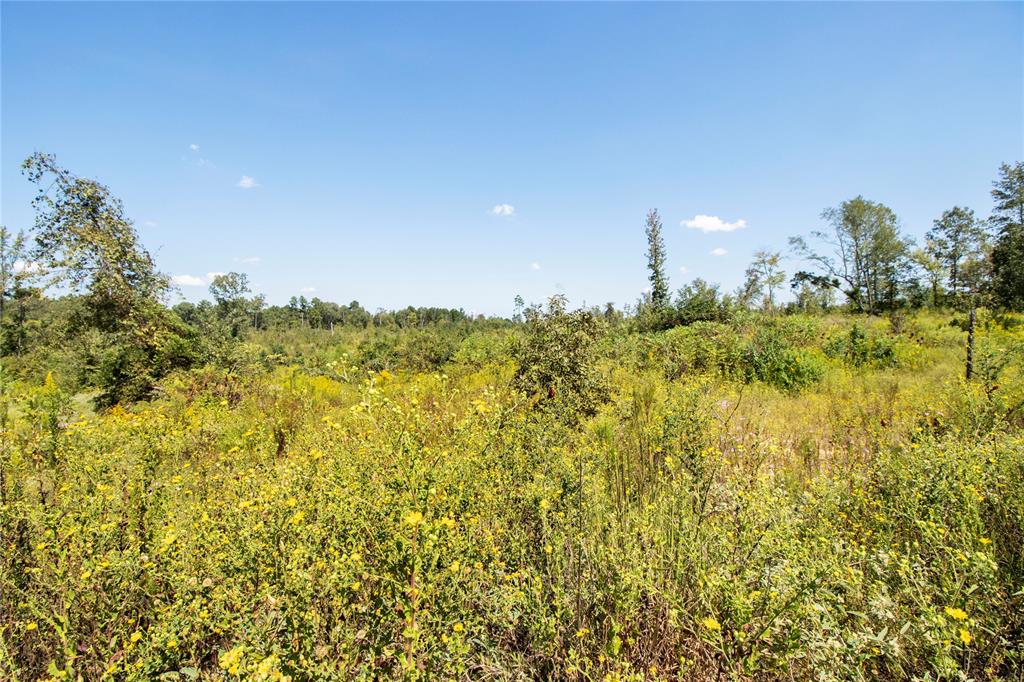 0 Fm 850 Arp, TX 75750 - Photo 14 of 14 View of tree filled area