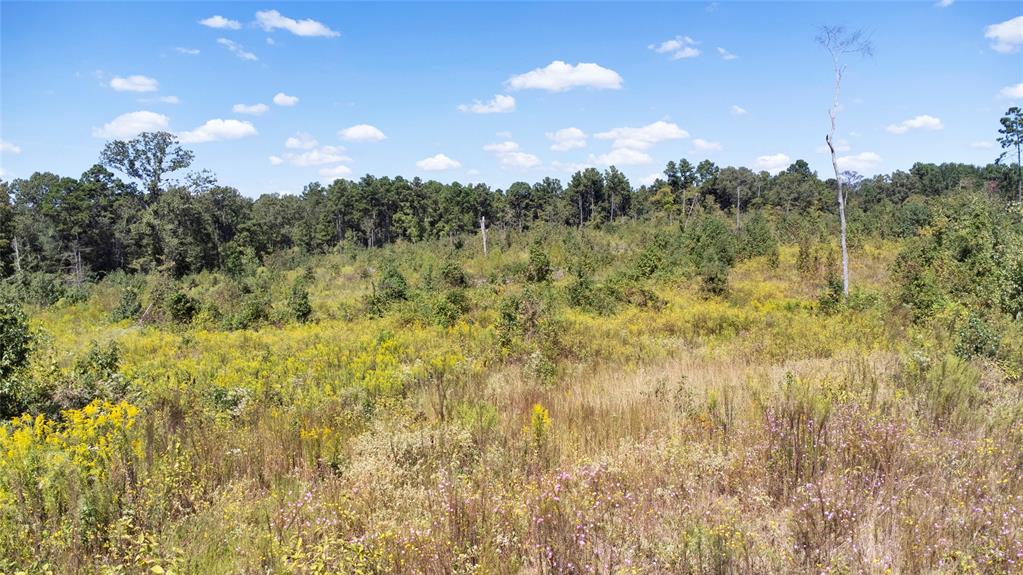 0 Fm 850 Arp, TX 75750 - Photo 5 of 14 View of wooded area