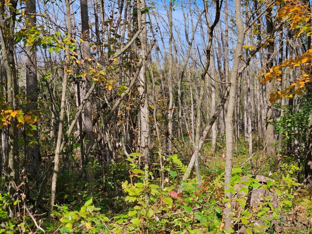 1 County Road Deer River, MN 56636 - Photo 8 of 18