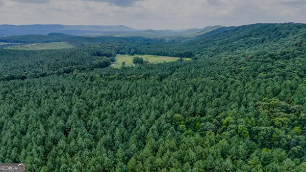 a view of a lush green forest with lush green forest