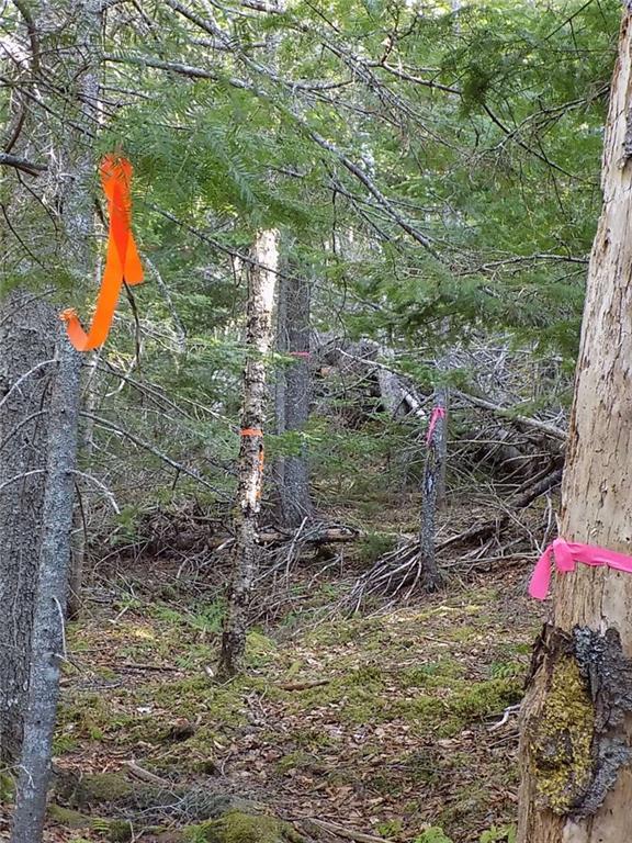 Lot 80 Lyons Road Lubec, ME 04652 - Photo 10 of 29 The lot line from the end of Nutter...