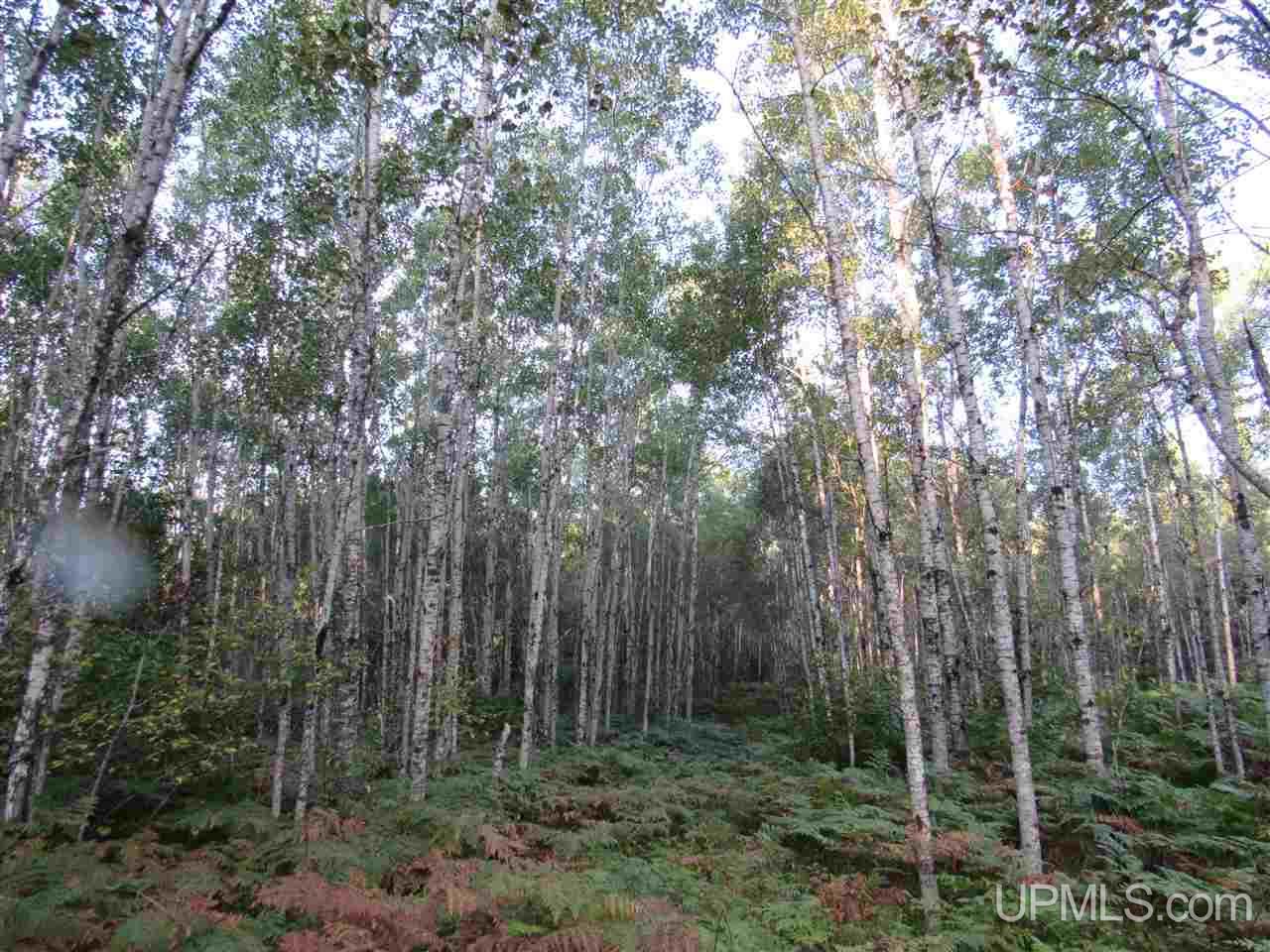Tbd Tbd Off Casey Lake Road Ishpeming, MI 49849 - Photo 6 of 8