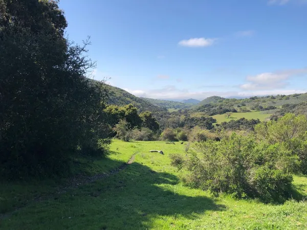 a view of a grassy field with an trees