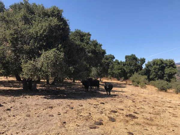 $4,900,000 | 36000 East Carmel Valley Road, Carmel Valley, CA 93924