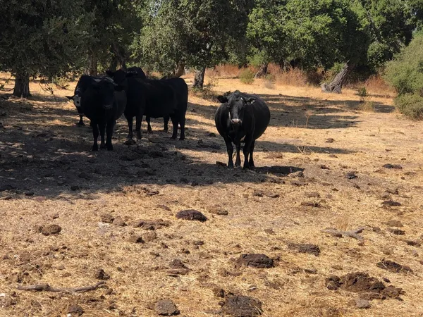 $4,900,000 | 36000 East Carmel Valley Road, Carmel Valley, CA 93924