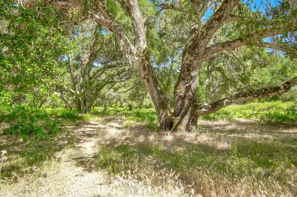 a view of backyard with green space