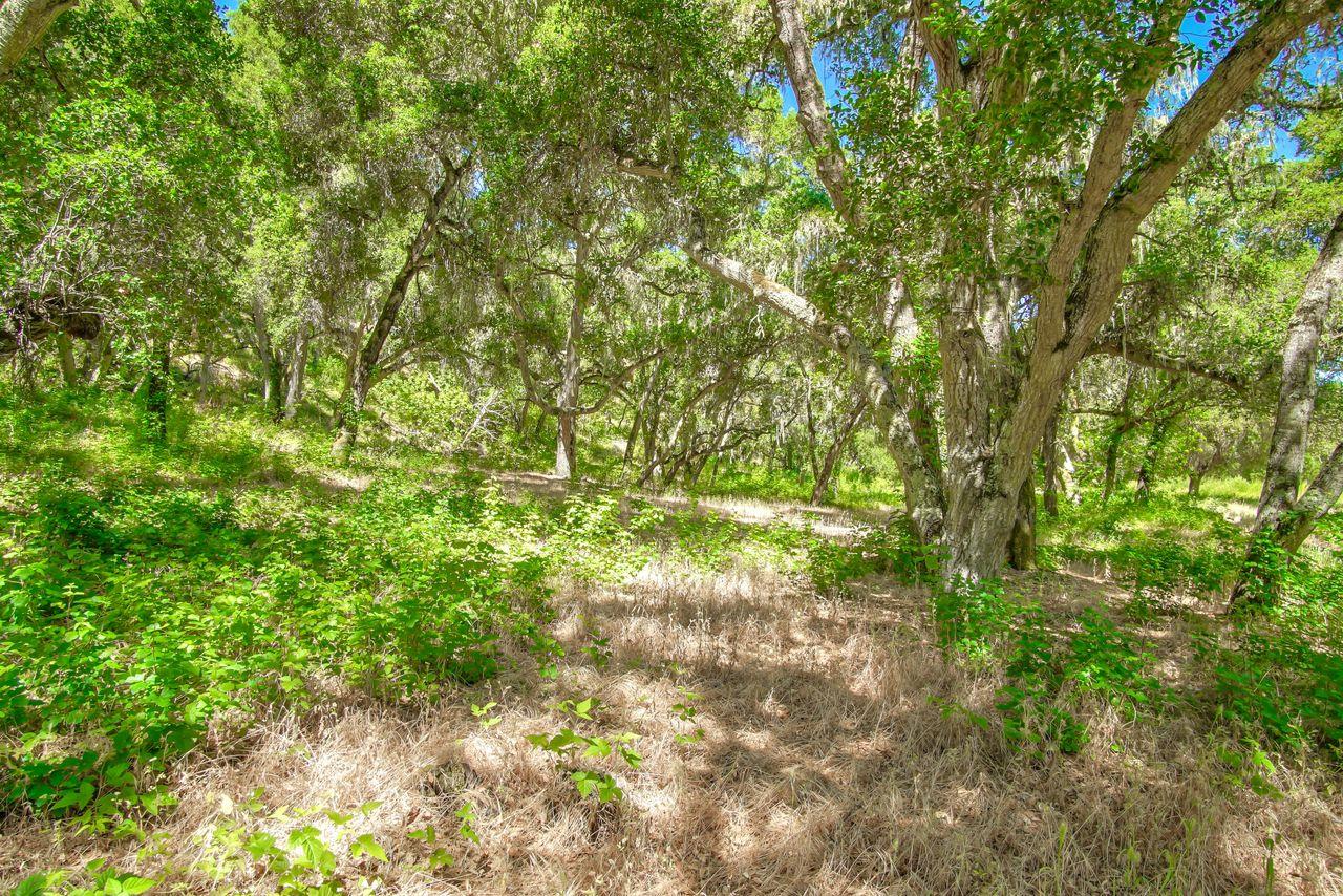 36000 East Carmel Valley Road Carmel Valley, CA 93924 - Photo 7 of 41 a view of a yard with a tree