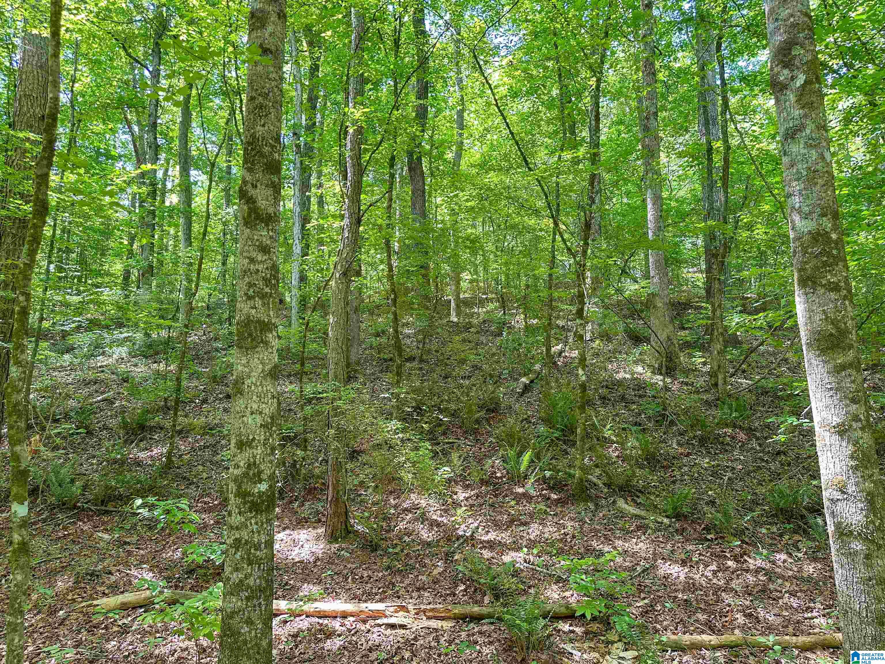 1 Old Mill Road Goodwater, AL 35072 - Photo 8 of 22