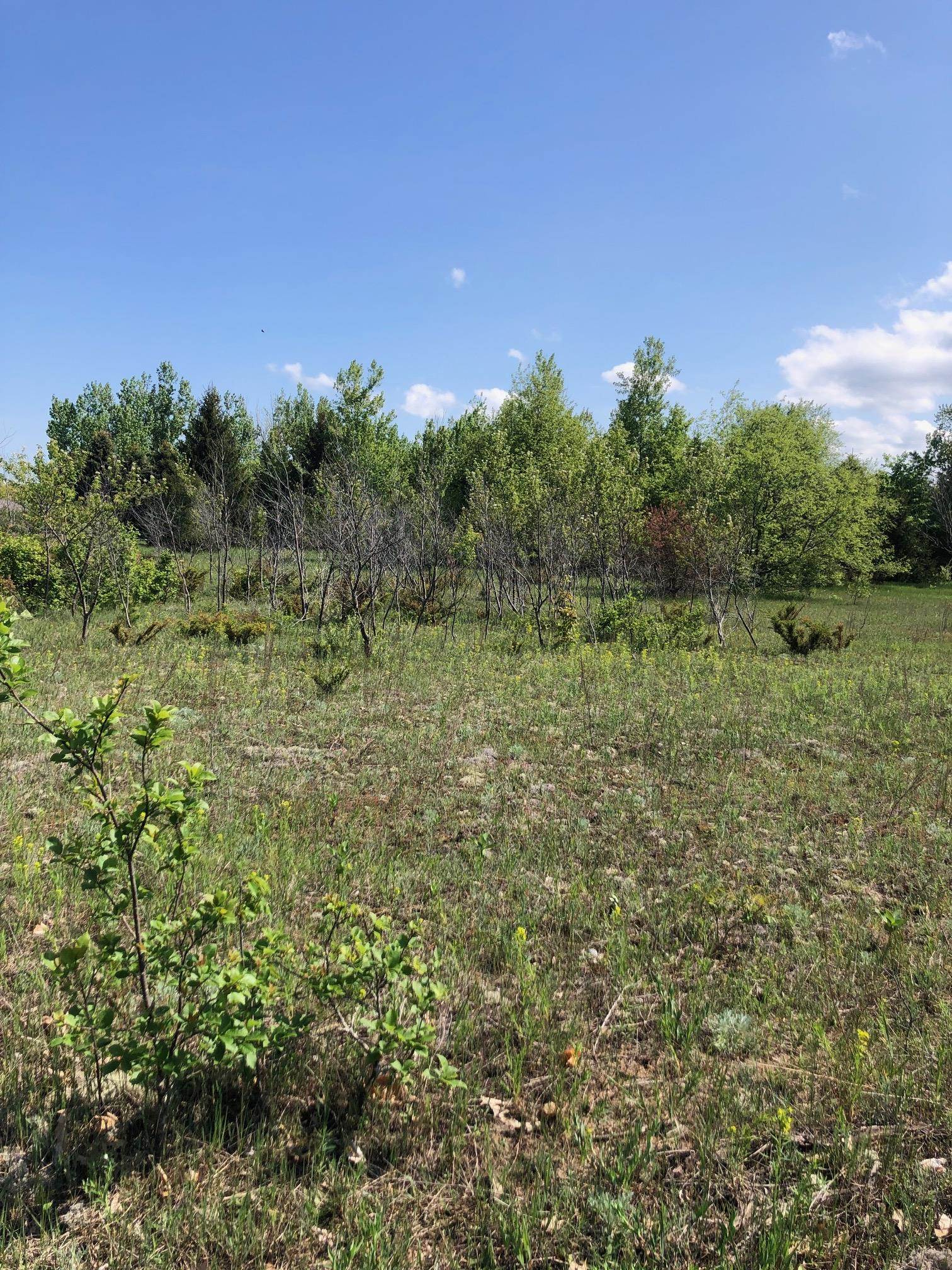 0 East Ridgecliff Trail Cedar, MI 49621 - Photo 4 of 9