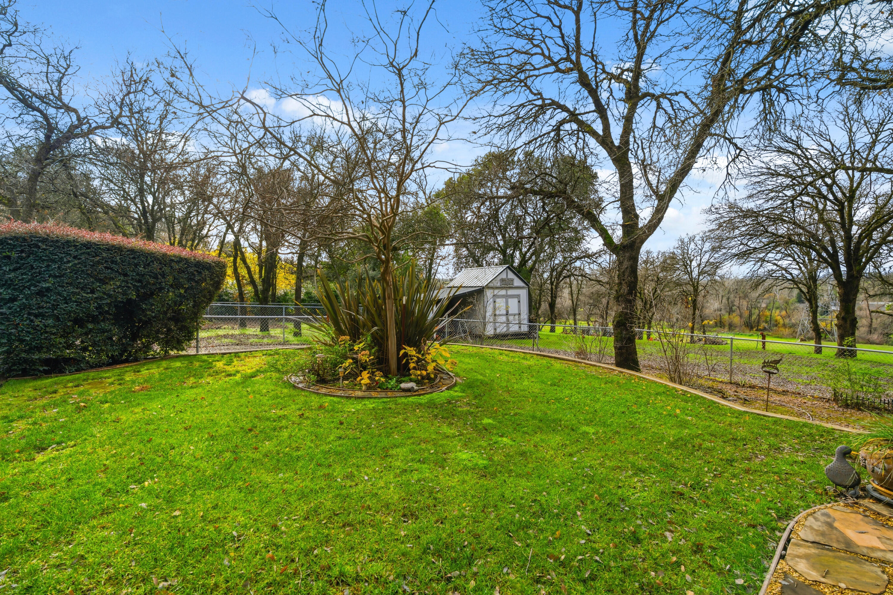 14535 Molluc Drive Red Bluff, CA 96080 - Photo 44 of 72 a view of a yard with plants and trees