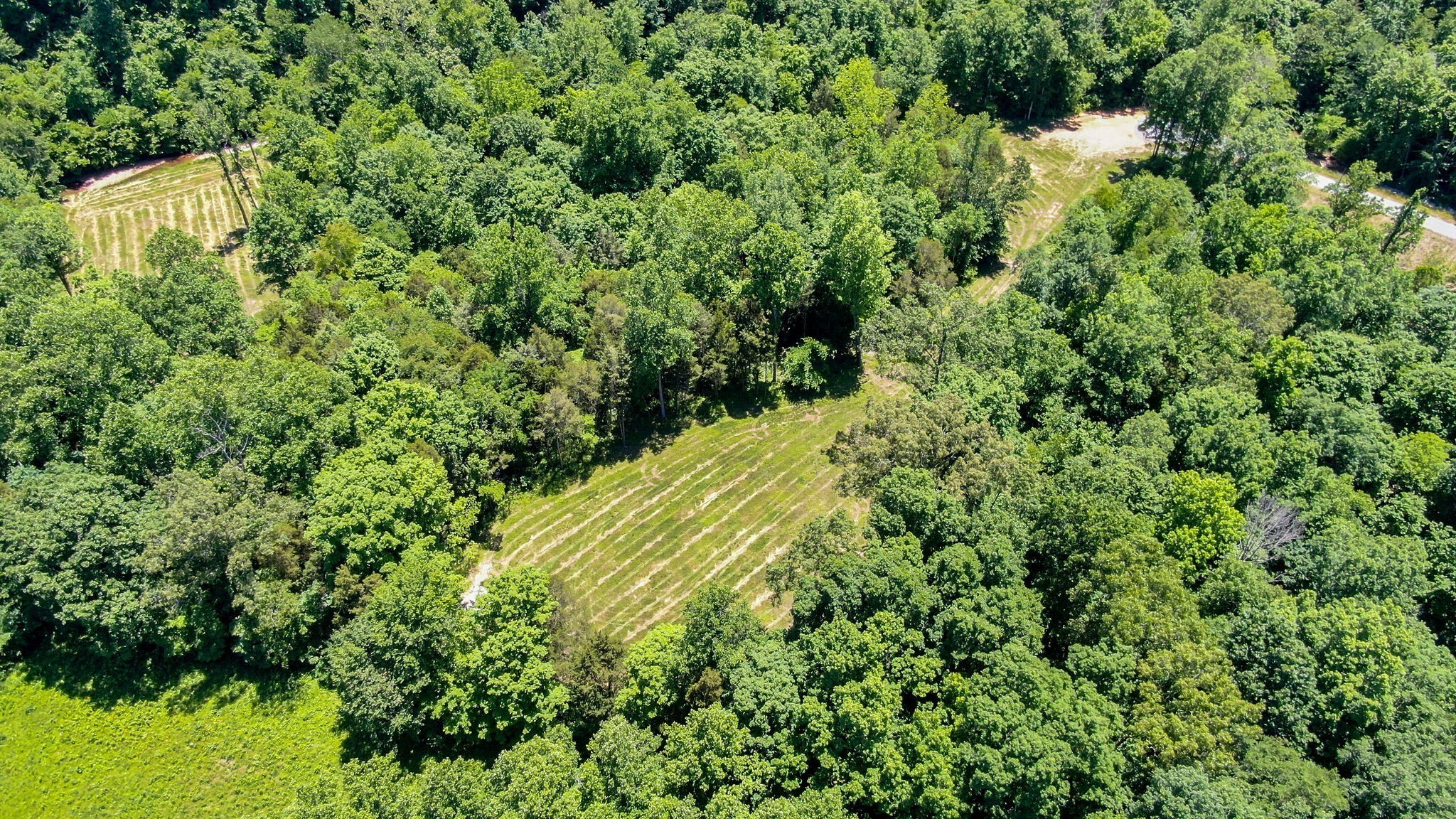 8016 Poplar Ridge Lane Primm Springs, TN 38476 - Photo 11 of 22 a view of a lush green forest