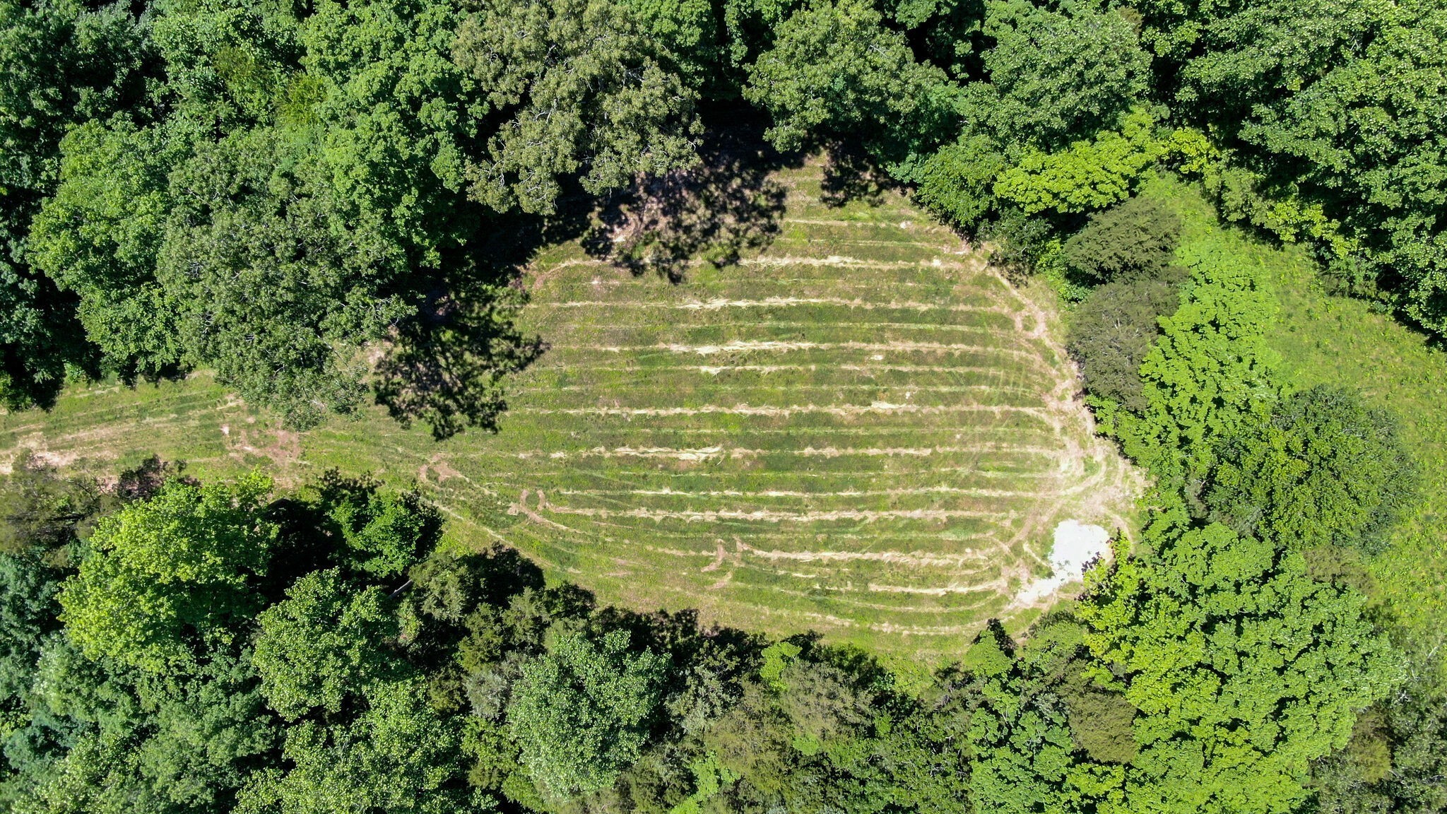 8016 Poplar Ridge Lane Primm Springs, TN 38476 - Photo 14 of 22 a view of a garden