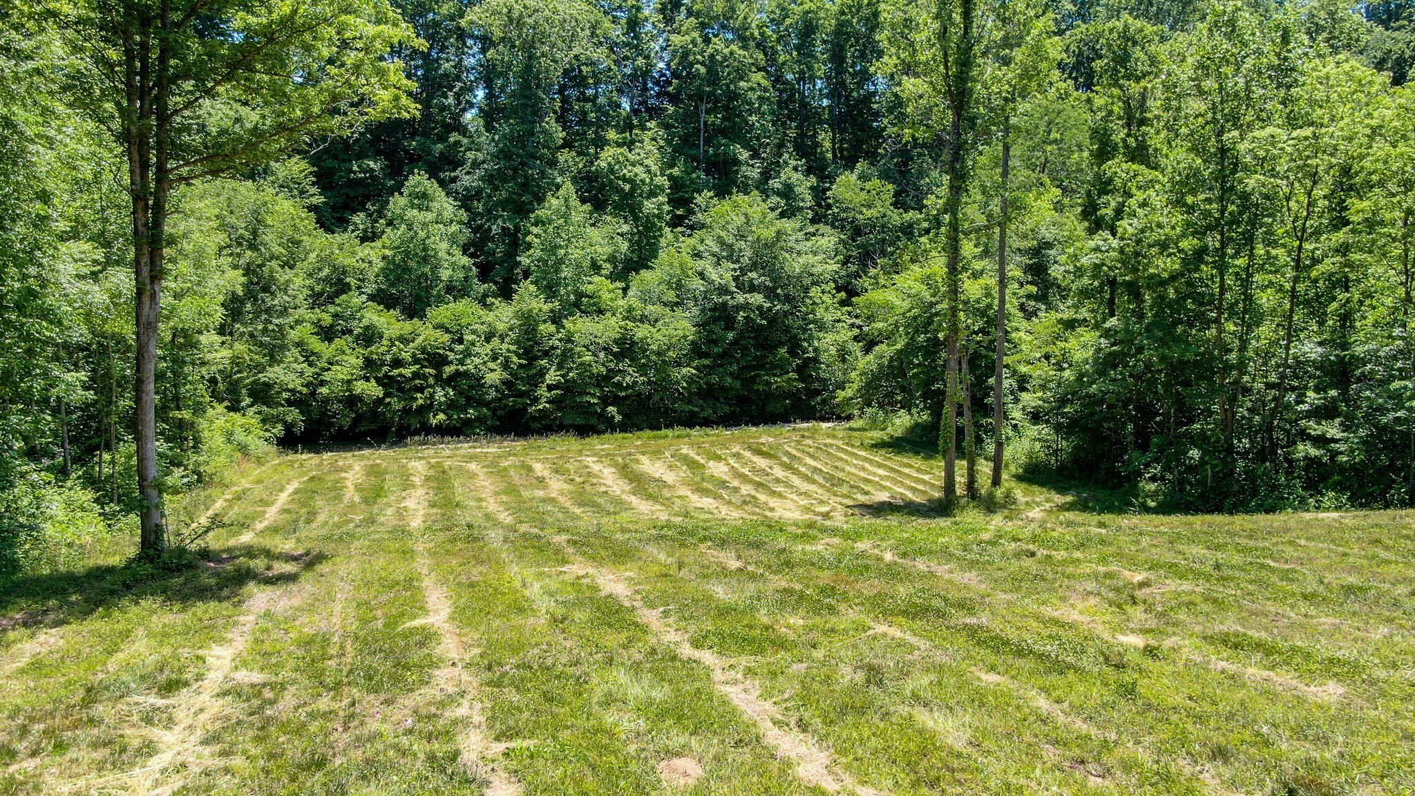 8016 Poplar Ridge Lane Primm Springs, TN 38476 - Photo 17 of 22 a view of yard with small space