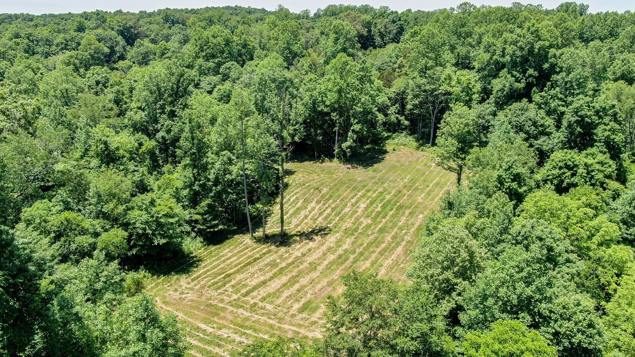 8016 Poplar Ridge Lane Primm Springs, TN 38476 - Photo 20 of 22 a view of a yard