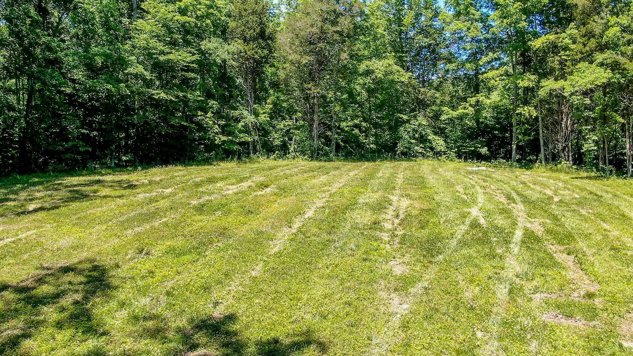 8016 Poplar Ridge Lane Primm Springs, TN 38476 - Photo 9 of 22 a view of a yard with a large trees