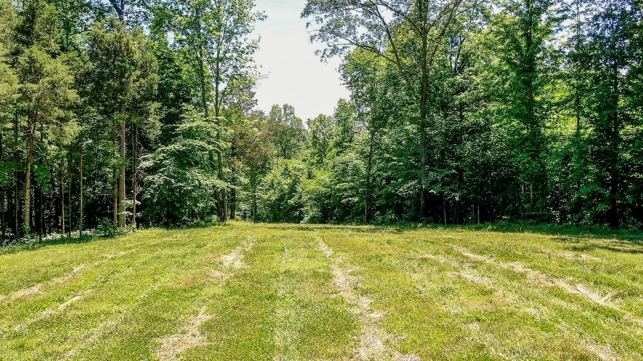 8016 Poplar Ridge Lane Primm Springs, TN 38476 - Photo 10 of 22 a view of a yard with a trees