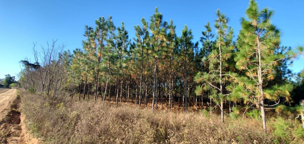 0 Co Road Shorterville, AL 36373 - Photo 1 of 1
