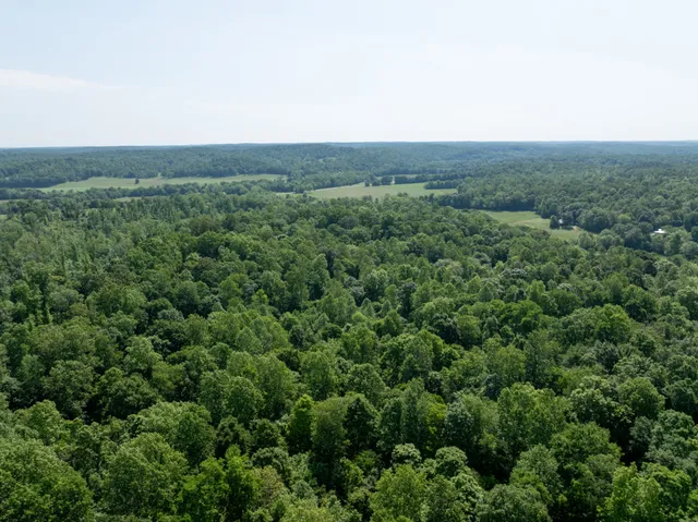an aerial view of houses covered in trees